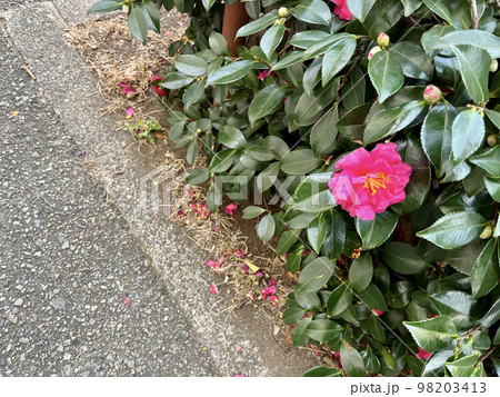 道路沿いに咲く花 98203413