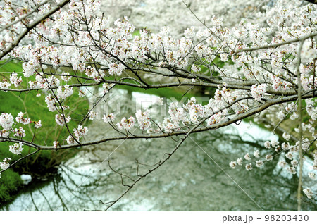 近所で見た桜 近所で見た桜 98203430