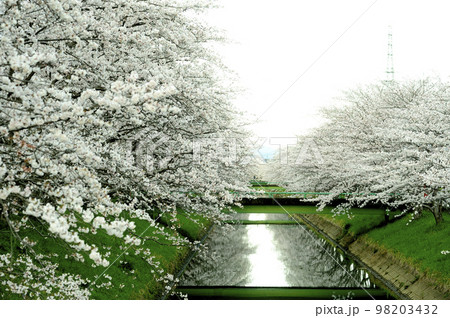 近所で見た桜 近所で見た桜 98203432