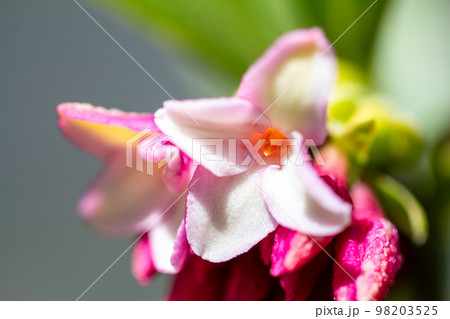 沈丁花1 沈丁花1 98203525