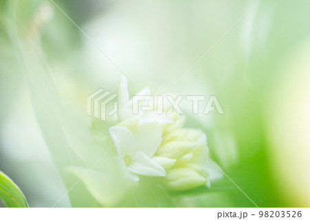 白い沈丁花 98203526