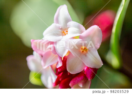 沈丁花3 沈丁花3 98203529