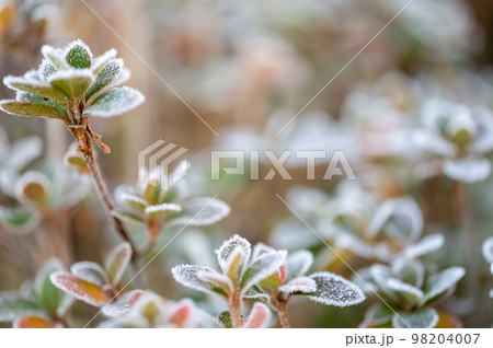 冬 霜降 植物 冬 霜降 植物 98204007