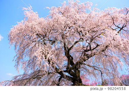 樹齢300年の宇陀の又兵衛桜 98204558
