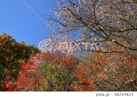 埼玉県児玉郡神川町矢納 秋から冬に咲く八重の十月桜と紅葉が同時に見られる町立城峯公園の景色 埼玉県児玉郡神川町矢納 秋から冬に咲く八重の十月桜と紅葉が同時に見られる町立城峯公園の景色 98204823