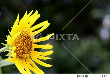 天下一品と言わんばかりに夏空に咲き誇るのはひまわり 98205117