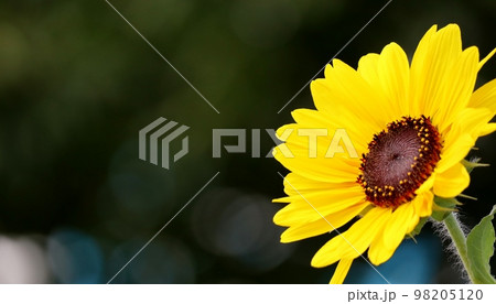天下一品と言わんばかりに夏空に咲き誇るのはひまわり 98205120