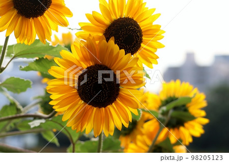 天下一品と言わんばかりに夏空に咲き誇るのはひまわり 天下一品と言わんばかりに夏空に咲き誇るのはひまわり 98205123