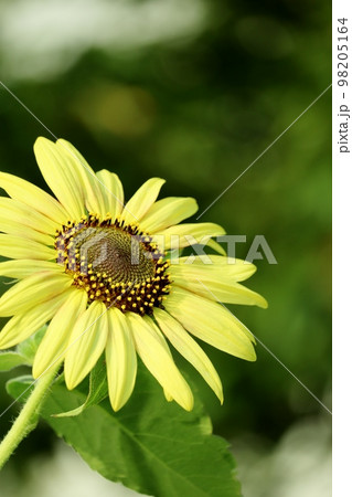 天下一品と言わんばかりに夏空に咲き誇るのはひまわり 98205164