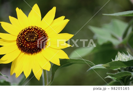 天下一品と言わんばかりに夏空に咲き誇るのはひまわり 天下一品と言わんばかりに夏空に咲き誇るのはひまわり 98205165