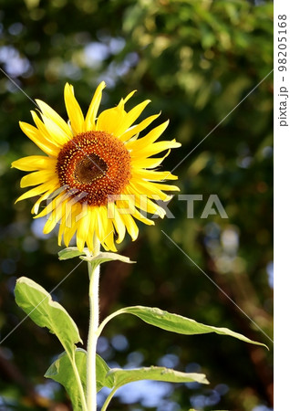 天下一品と言わんばかりに夏空に咲き誇るのはひまわり 天下一品と言わんばかりに夏空に咲き誇るのはひまわり 98205168