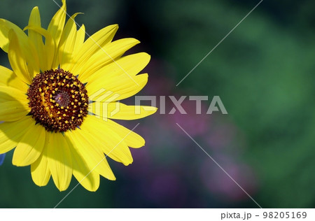 天下一品と言わんばかりに夏空に咲き誇るのはひまわり 天下一品と言わんばかりに夏空に咲き誇るのはひまわり 98205169