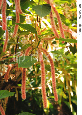 薄紅色のベニヒモノキの花 薄紅色のベニヒモノキの花 98205180