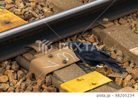 線路下に隠した餌を食べるカラス(プラットホームから撮影) 線路下に隠した餌を食べるカラス(プラットホームから撮影) 98205234