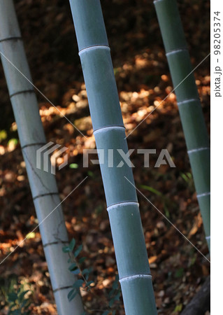 竹林の木漏れ日 竹林の木漏れ日 98205374