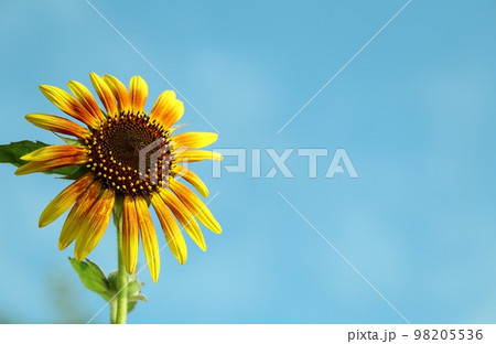 天下一品と言わんばかりに夏空に咲き誇るのはひまわり 天下一品と言わんばかりに夏空に咲き誇るのはひまわり 98205536