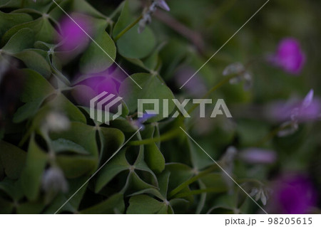 クローバ 98205615