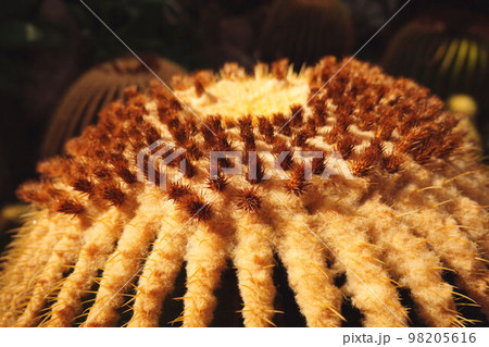 玉サボテン金鯱のアップ 玉サボテン金鯱のアップ 98205616