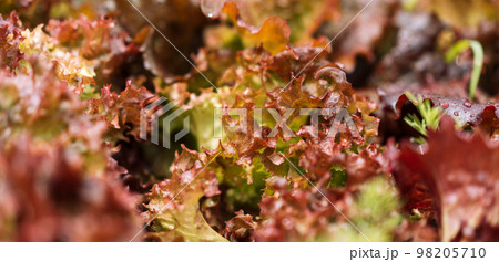 Background salad leaves with water drops close-up Background salad leaves with water drops close-up 98205710