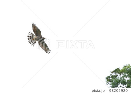 生き物 野鳥 サシバ、石垣島の十一月。牧草地で餌取、脚に何か握っています 生き物 野鳥 サシバ、石垣島の十一月。牧草地で餌取、脚に何か握っています 98205920