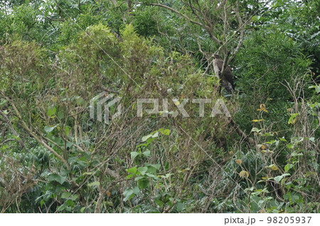 生き物 野鳥 サシバ、石垣島の十一月。牧草地脇の林で休憩、このままここで越冬するのでしょうか 生き物 野鳥 サシバ、石垣島の十一月。牧草地脇の林で休憩、このままここで越冬するのでしょうか 98205937