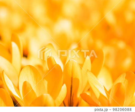 Abstract floral background, yellow crocus flowers. Macro flowers backdrop for holiday brand design 98206088
