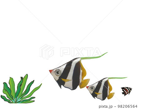群れる海底の魚たち 群れる海底の魚たち 98206564