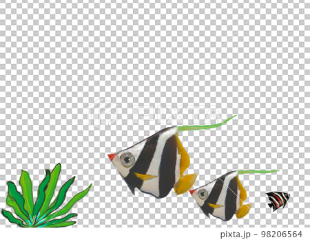 群れる海底の魚たち 群れる海底の魚たち 98206564