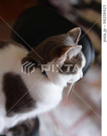 3才猫 リラックス GFX50SII ミラーレス一眼 メス F2.8 単焦点レンズ 5140万画素 3才猫 リラックス GFX50SII ミラーレス一眼 メス F2.8 単焦点レンズ 5140万画素 98206925
