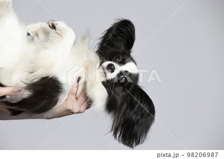 Funny papillon dog with hanging ears on a gray background. Funny papillon dog with hanging ears on a gray background. 98206987