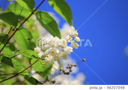 初夏の森に咲く青空に映えるハクウンボクの花 98207098