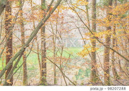 新潟　秋の龍ヶ窪 98207288