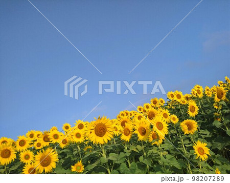 ひまわり 98207289