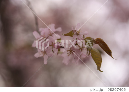 Blossoming cherry close up photo 98207406