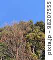 晴れた日の里山の木々と空 98207555