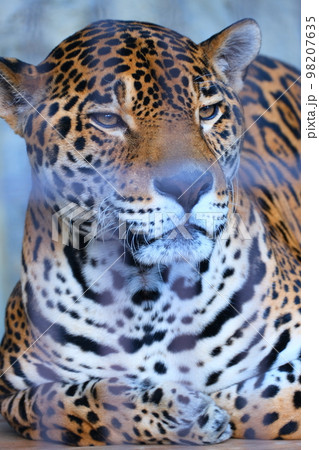 秋の愛知県東山動植物園 98207635