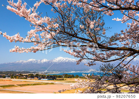 【新潟県･佐渡】早春の佐渡航路・両津湾　4月 98207650