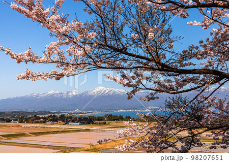 【新潟県･佐渡】早春の佐渡航路・両津湾　4月 98207651