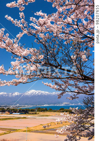 【新潟県･佐渡】早春の佐渡航路・両津湾　4月 98207655