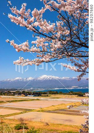【新潟県・佐渡】早春の佐渡航路・両津湾 4月 【新潟県・佐渡】早春の佐渡航路・両津湾 4月 98207660