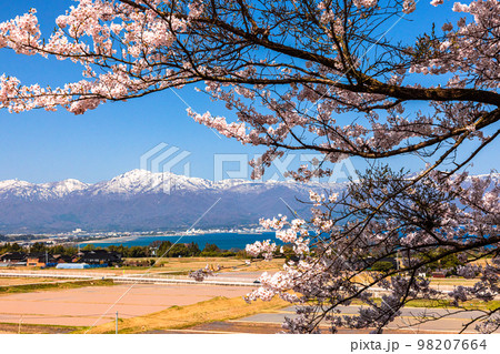 【新潟県･佐渡】早春の佐渡航路・両津湾　4月 98207664
