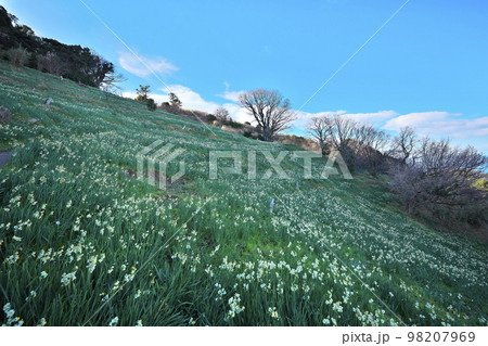 越前スイセン 越前スイセン 98207969