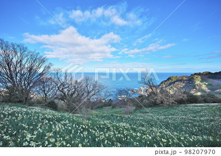 越前スイセン 越前スイセン 98207970