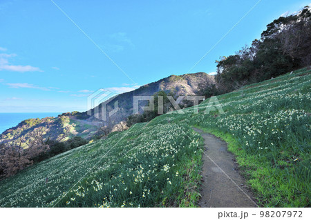 越前スイセン 越前スイセン 98207972