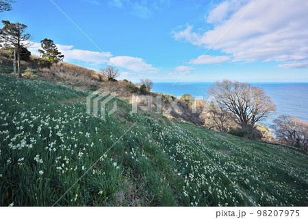 越前スイセン 98207975