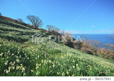 越前スイセン 越前スイセン 98207981