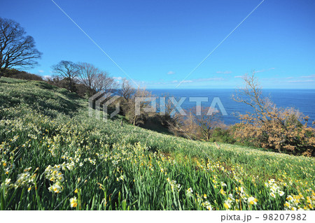 越前スイセン 越前スイセン 98207982