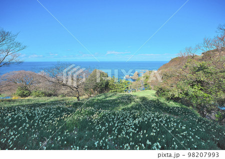 越前スイセン 98207993