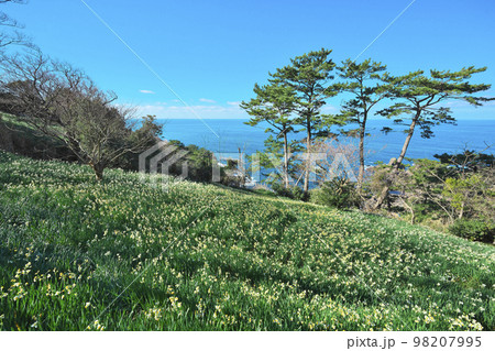 越前スイセン 越前スイセン 98207995