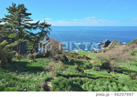 越前スイセン 98207997